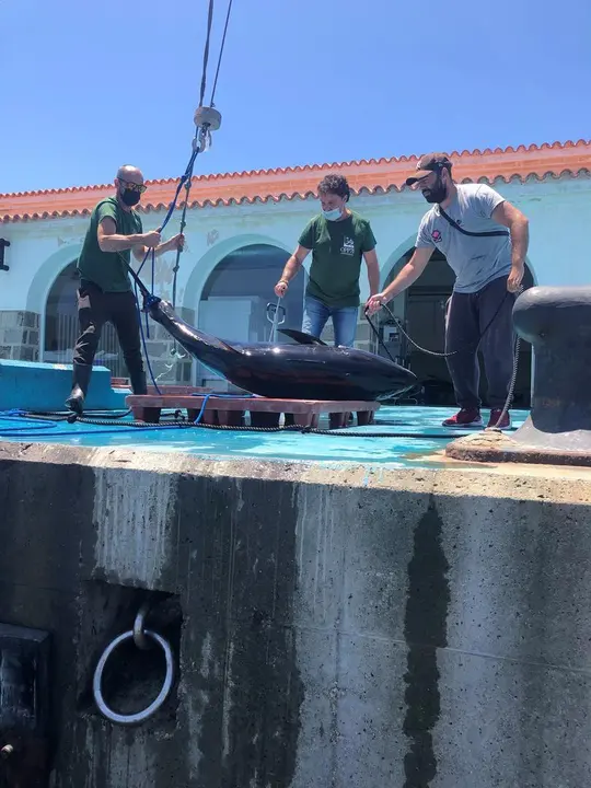 Agentes de la Guardia Civil, con una de las cinco piezas de at&uacute;n rojo intervenidas.