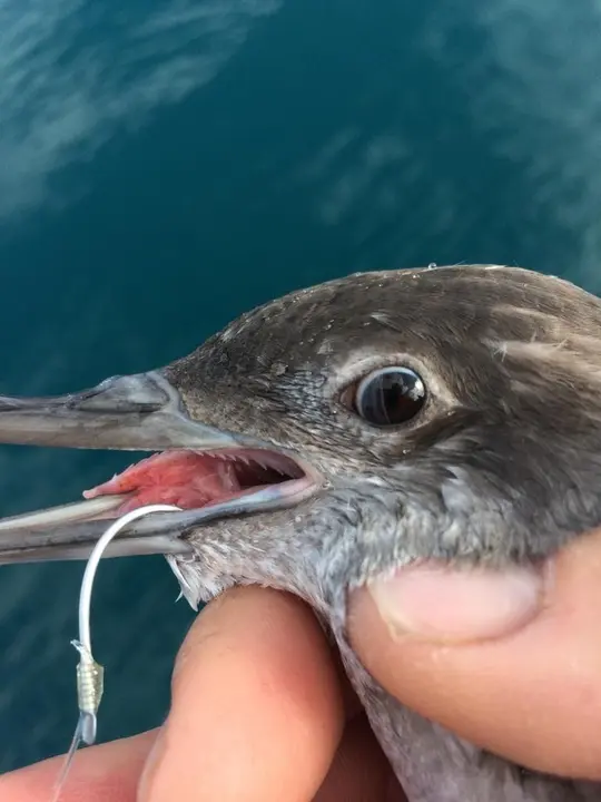 El equipo marino de SEO/BirdLife muestra a pescadores del Mediterr&aacute;neo y Galicia c&oacute;mo liberar aves que quedan atrapadas en artes de pesca