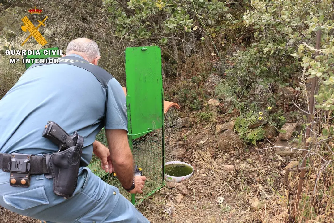 Un efectivo de la Guardia Civil inspecciona la jaula trampa.