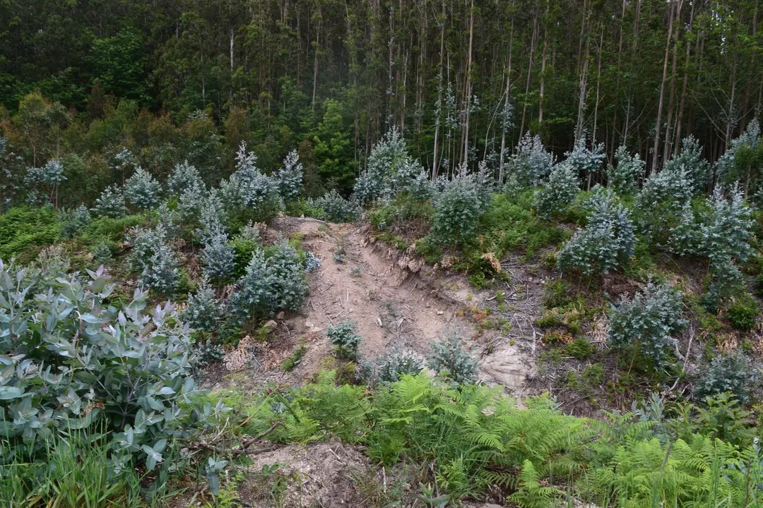 Plantaci&oacute;n de eucaliptos que da&ntilde;a un castro en Alfoz