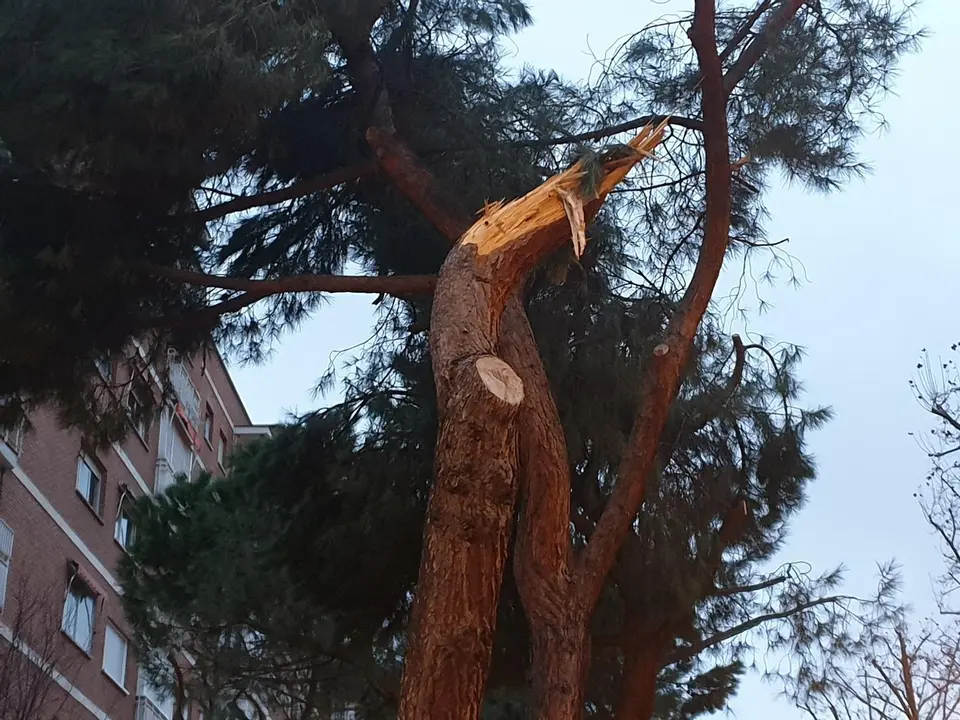 Ingenieros agr&iacute;colas y forestales alertan de la "inadecuada" toma de decisiones en materia de arbolado urbano