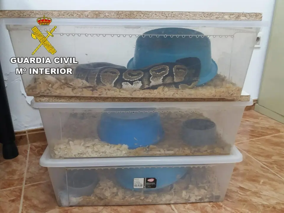 Archivo - Imagen de archivo de serpientes pit&oacute;n intervenidas por la GUardia Civil