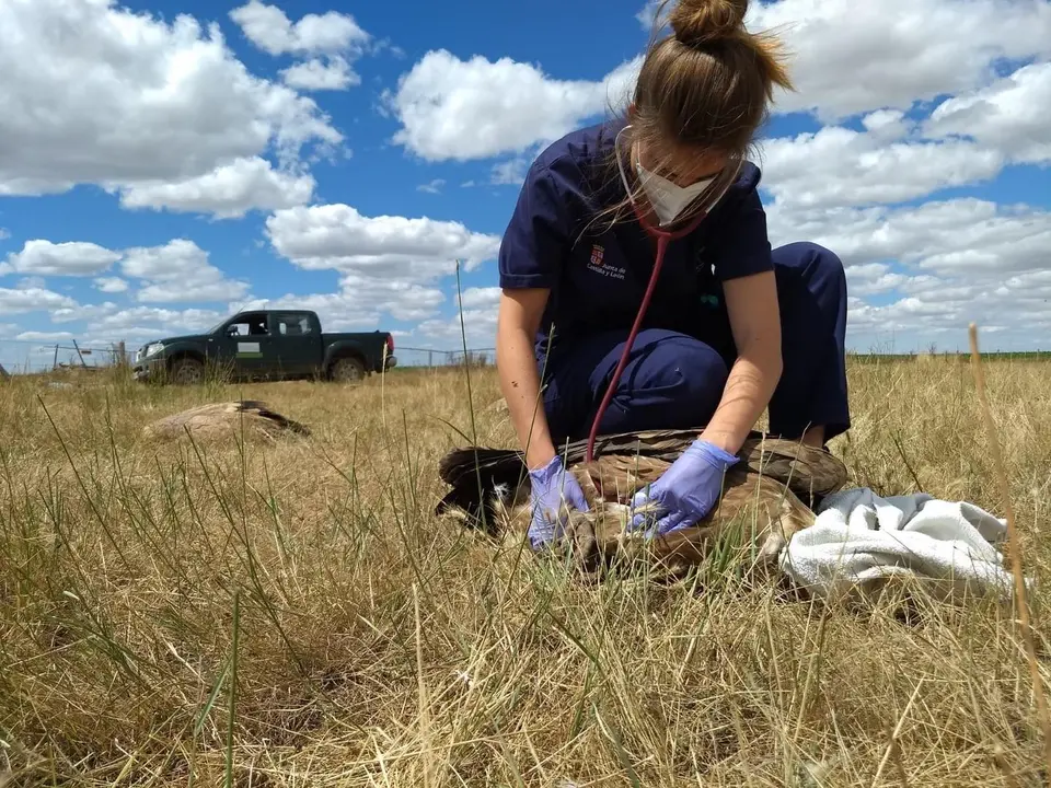 Una veterinaria del Centro de Recuperaci&oacute;n atiende a uno de los ejemplares.