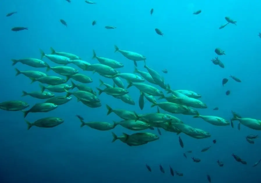 Archivo - Banco de peces