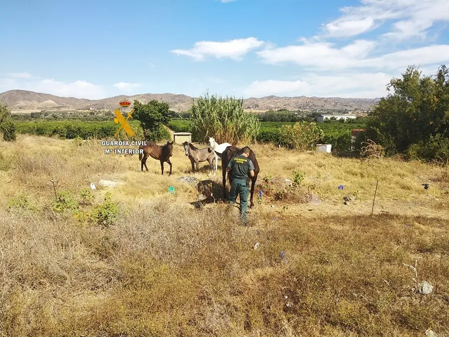 Archivo - Actuaciones del Seprona de la Guadia Civil en M&aacute;laga contra el maltrato animal