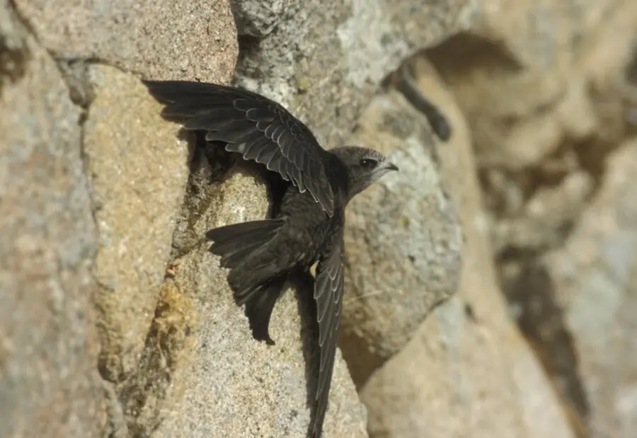 Vencejo com&uacute;n , Ave del A&ntilde;o 2021 de SEO/BirdLife por votaci&oacute;n popular