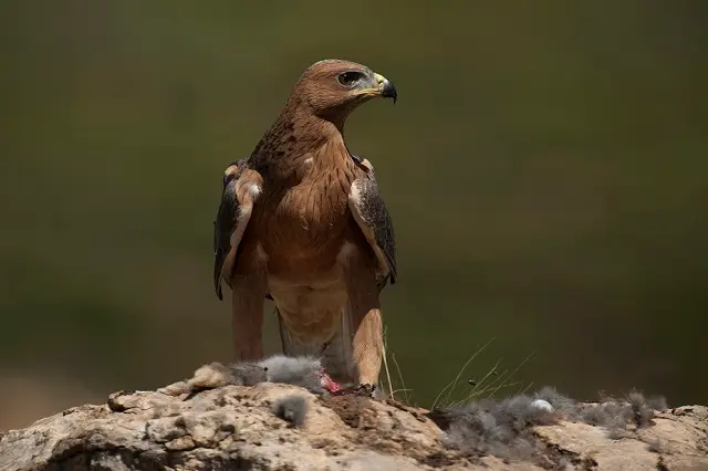 Archivo - Aguila bonelli