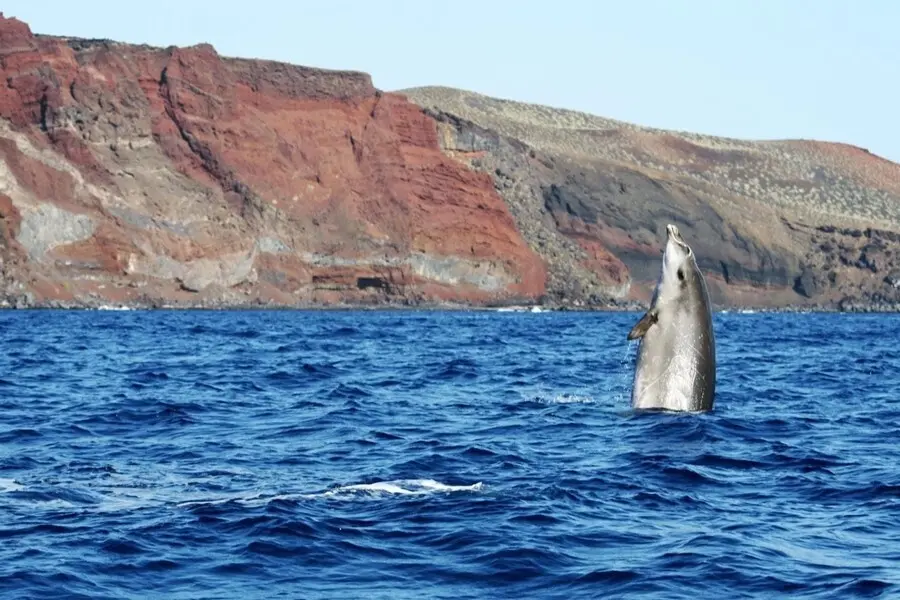 Zifios en El Hierro