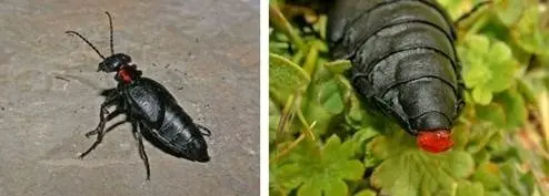 Extrusi&oacute;n de las membranas proctodeales como defensa en Physomeloe corallifer (aceitera coralina) (Villaviciosa de Od&oacute;n, Madrid). / Mario Garc&iacute;a Par&iacute;s
