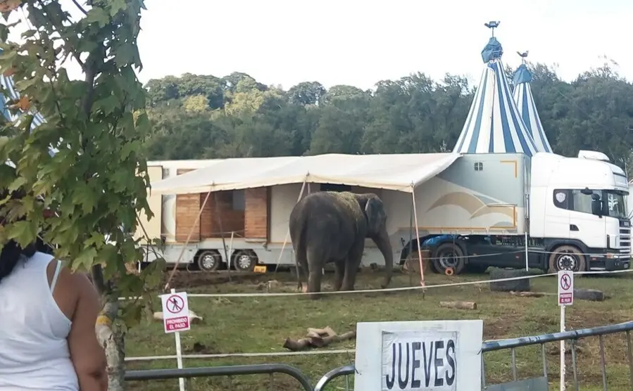 Archivo - Circo con animales