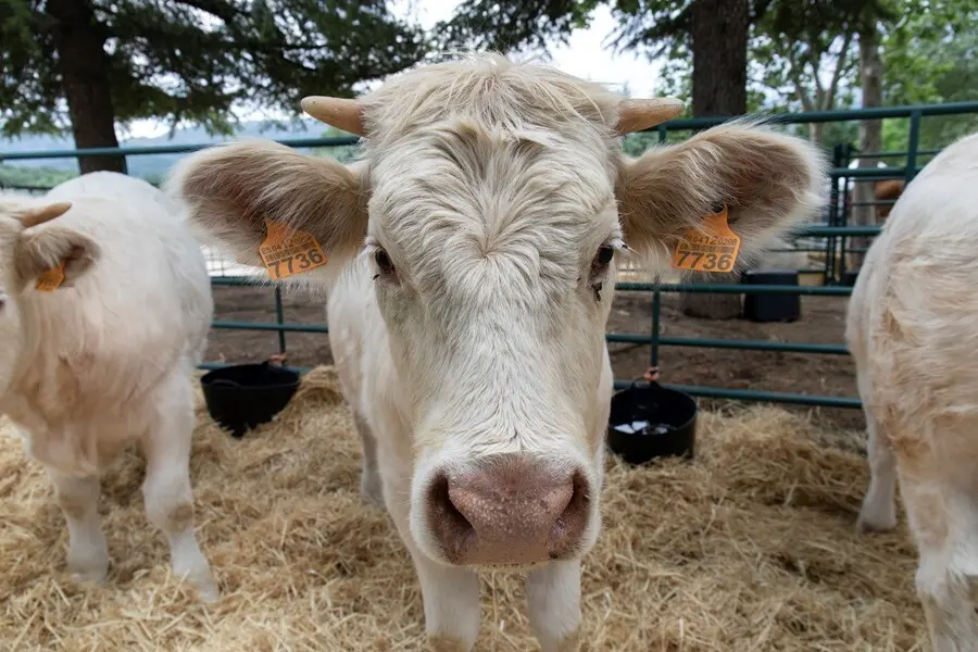 Una vaca cherolesala en la IV Feria del Ganado de El Escorial.