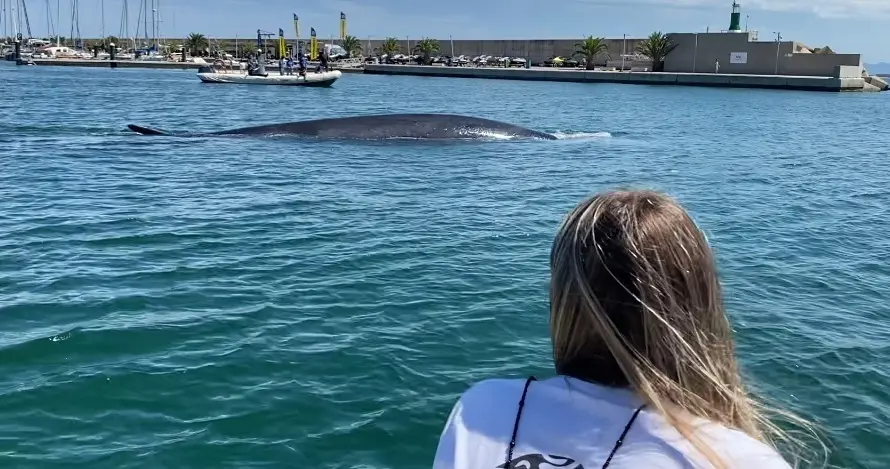 Consiguen devolver a mar abierto una ballena de 18 metros atrapada en el Real Club N&aacute;utico de Val&egrave;ncia