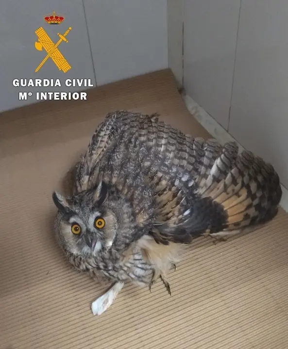 La Guardia Civil de Albacete recupera tres j&oacute;venes ejemplares de Busardo Ratonero, B&uacute;ho Chico y &Aacute;guila Calzada