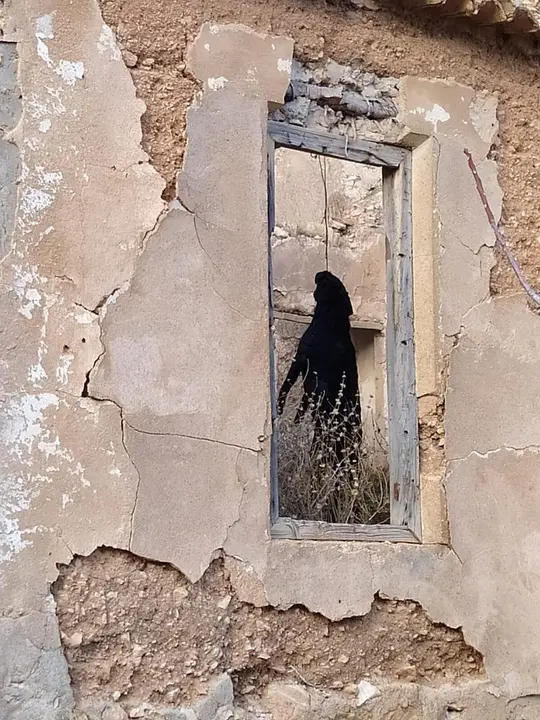 Archivo - El animal apareci&oacute; colgado de una viga