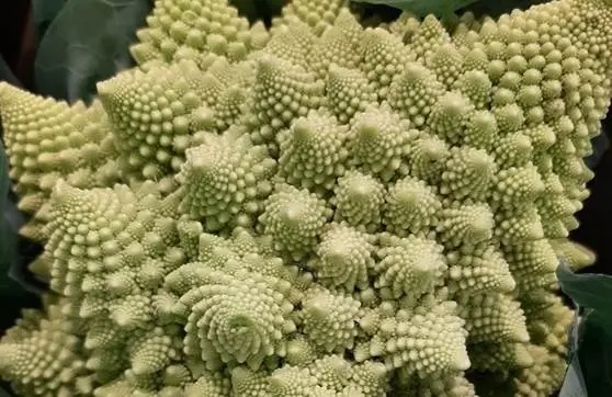 Imagen de una coliflor romanesco, cuya estructura reproduce una forma fractal