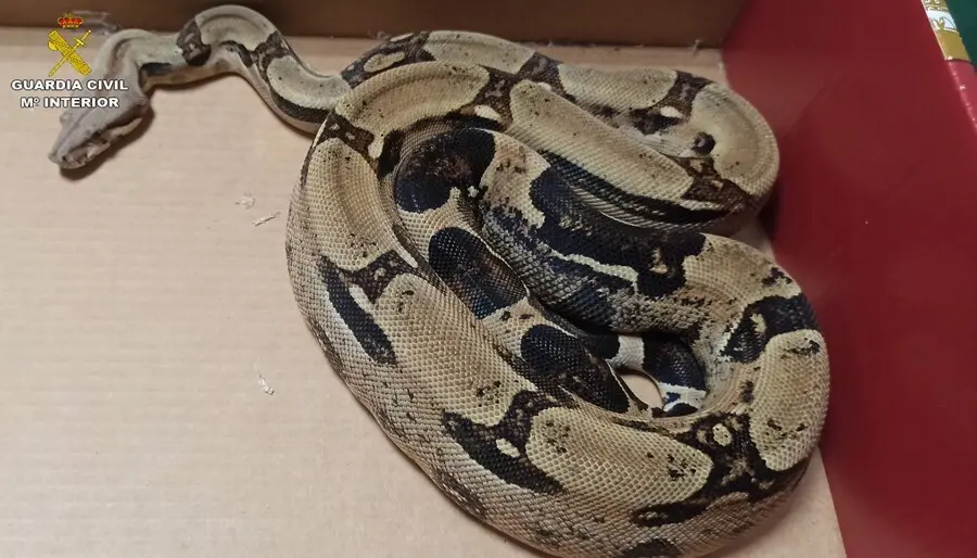Serpiente boa