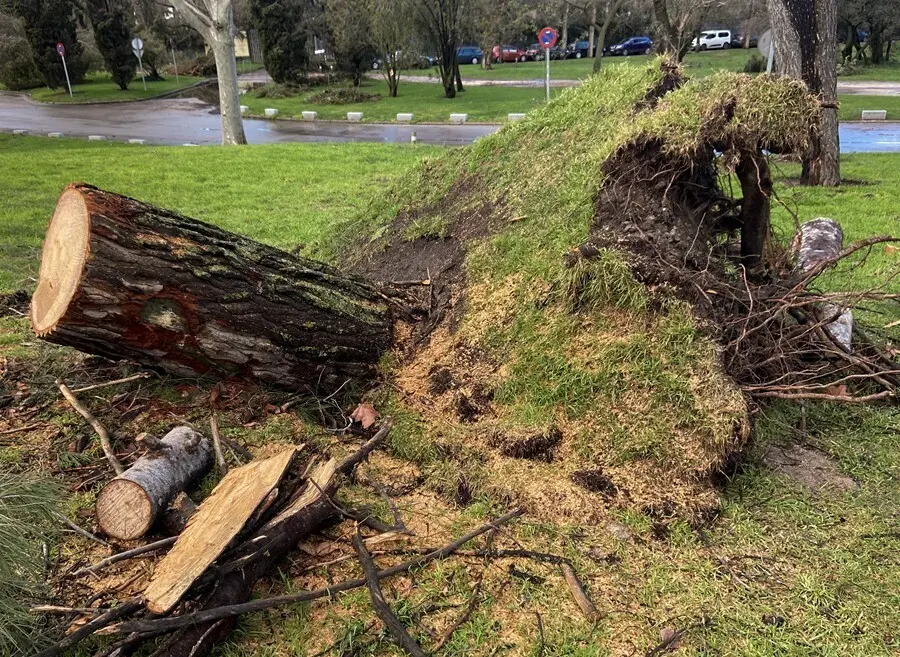 Archivo - El tronco de un &aacute;rbol arrancado de sus ra&iacute;ces en la Casa de Campo, en Madrid (Espa&ntilde;a).