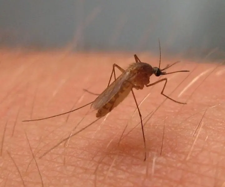 Archivo - Culex pipiens, mosquito del virus del Nilo Occidental en Am&eacute;rica del Norte
