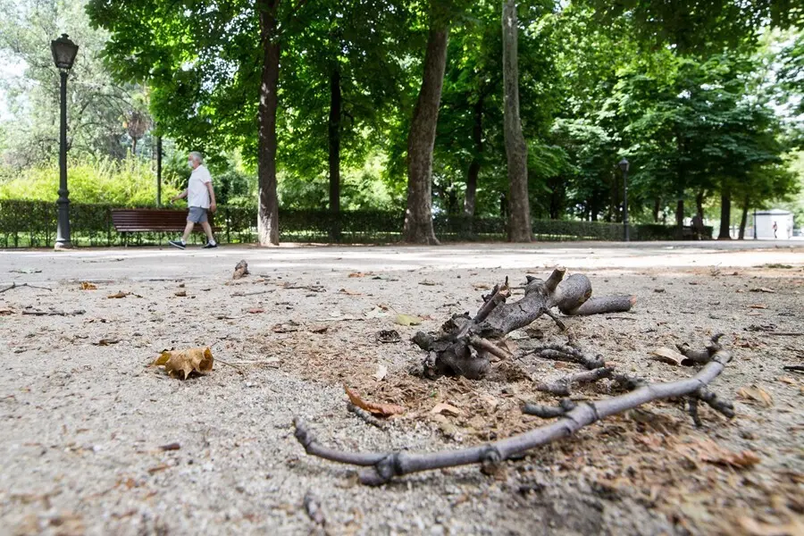 Archivo - Ramas en el suelo en el Parque de El Retiro 