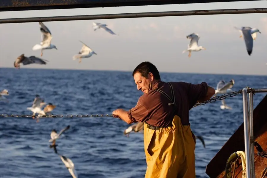La ONG SEO/BirdLife inaugura en Ribeira (A Coru&ntilde;a) una muestra sobre la importancia de las aves en el mar y sus amenazas