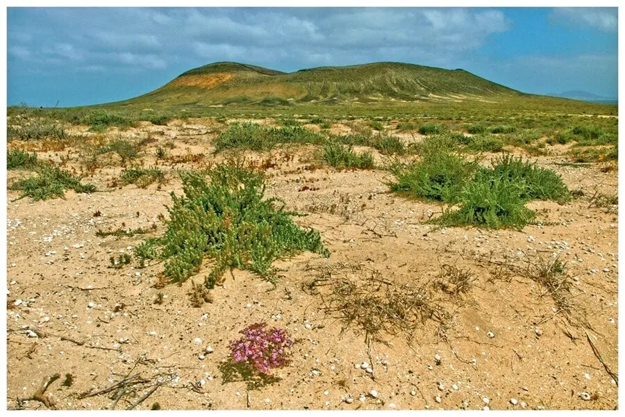Espacio protegido de la zona norte de Lanzarote y Famara