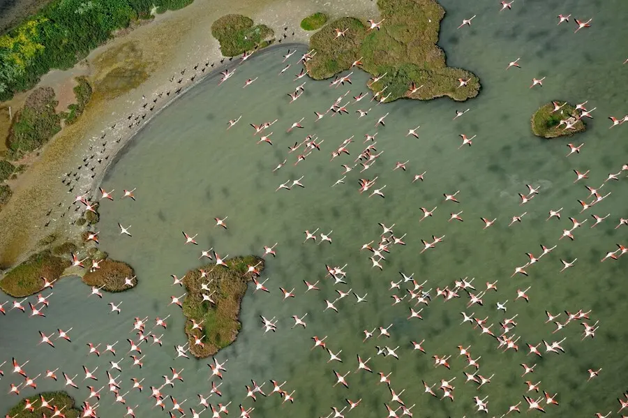 Imagen de flamencos sobrevolando Do&ntilde;ana.