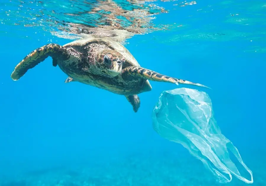 FUNDACI&Oacute;N OCEANOGR&Agrave;FIC Y PARADORES IMPULSAN LA CAMPA&Ntilde;A "EL MAR EMPIEZA AQU&Iacute;"