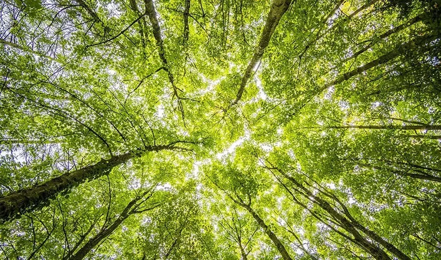 Archivo - &Aacute;rboles en un bosque.
