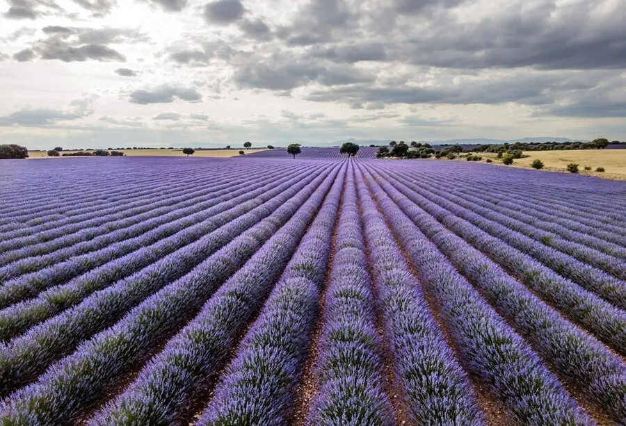 Campos de lavanda en su m&aacute;ximo esplendor, a 3 de julio de 2021, en Brihuega, Guadalajara, Castilla La-Mancha (Espa&ntilde;a). Brihuega, conocida como `El Jard&iacute;n de la Alcarria&acute;, fue la pionera hispana en el cultivo de lavanda hace 30 a&ntilde;os. En el mes de julio, su