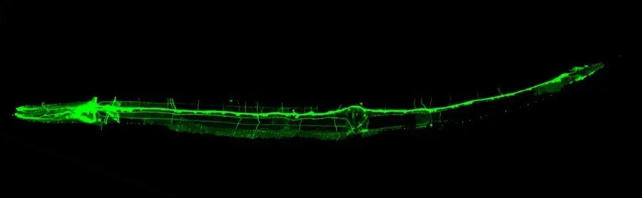 Fotograf&iacute;a de un animal C. Elegans transg&eacute;nico que expresa la prote&iacute;na de fluorescencia GFP en el sistema nervioso.