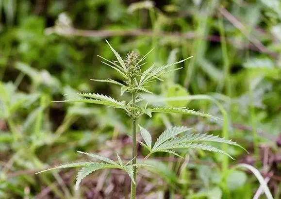 Planta salvaje de cannabis, fotografiada en medio de un prado en la provincia de Qinghai, en el centro de China.