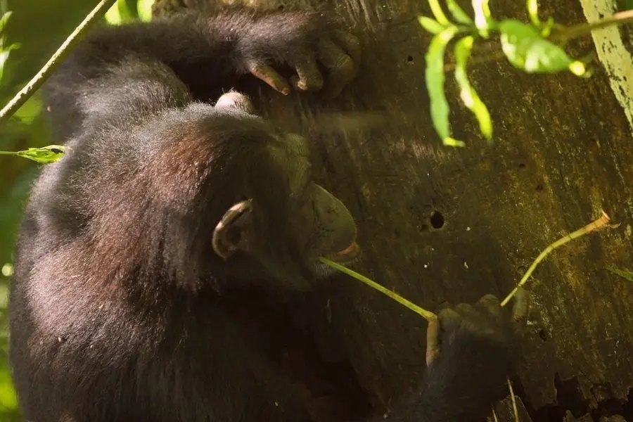 Schimpansen benutzen verschiedene Werkzeuge, scharfe Steinwerkzeuge geh&circ;ren jedoch nicht dazu. Foto: Kevin LangergraberChimpanzees use various tools, but sharp stone tools are not among them. Photo: Kevin Langergraber