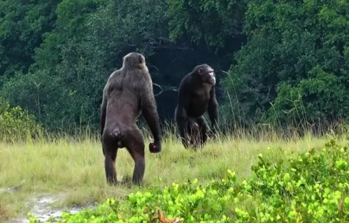 Dos machos adultos de la comunidad Rekambo del Proyecto Chimpanc&eacute; Loango en Gab&oacute;n revisando el &aacute;rea.