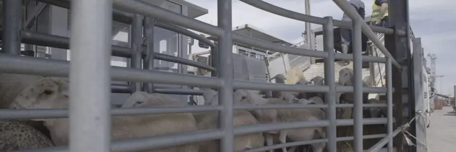 Igualdad Animal exige el fin del comercio y las exportaciones fuera de la UE y m&aacute;s controles en su transporte en Espa&ntilde;a.