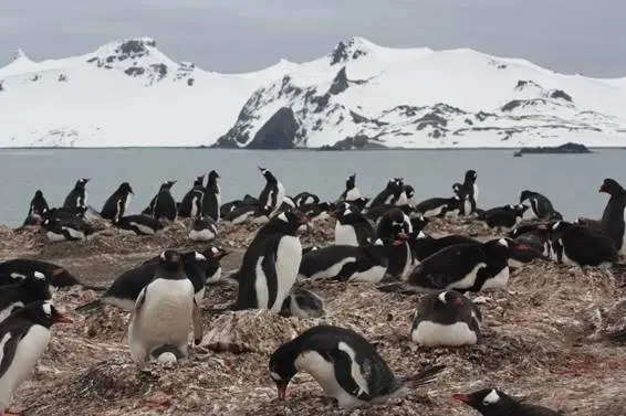 Archivo - Colonia de ping&uuml;ino pap&uacute;a ('Pyoscelis papua') en la pen&iacute;nsula de Byers, una de las localidades incluidas en el estudio
