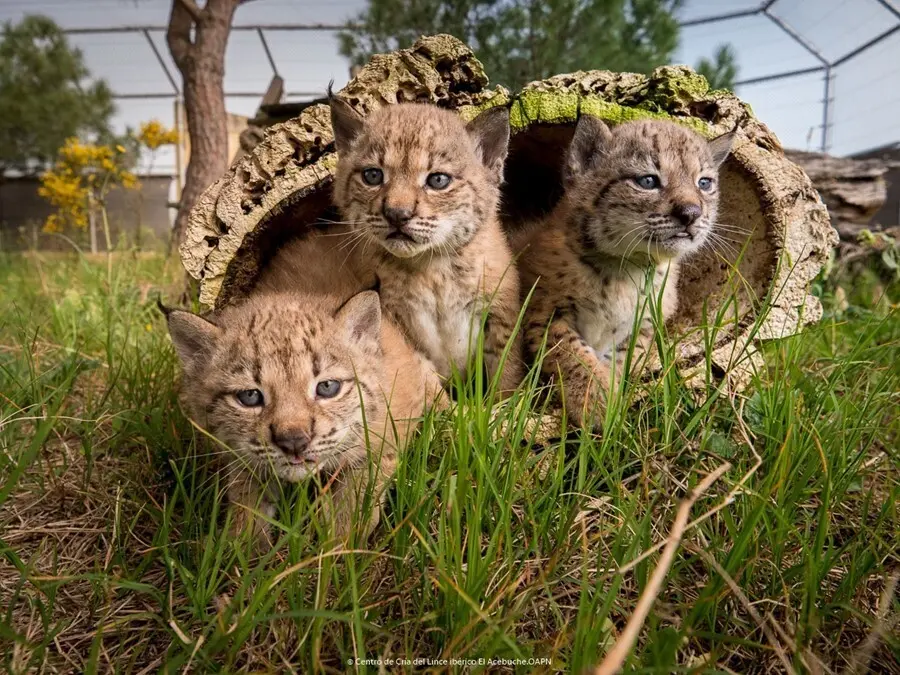 Archivo - Tres cr&iacute;as de lince ib&eacute;rico
