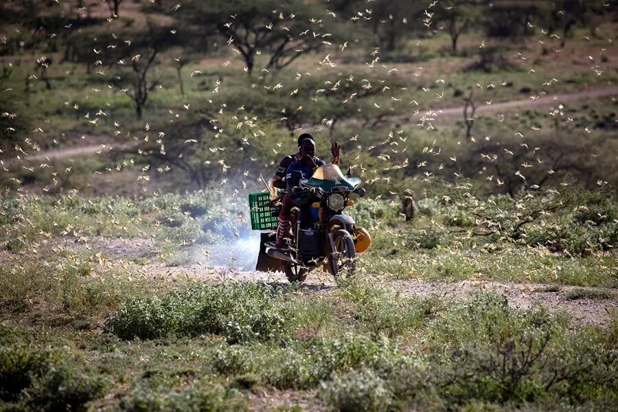 Archivo - Enjambre de langostas en el noreste de Kenia