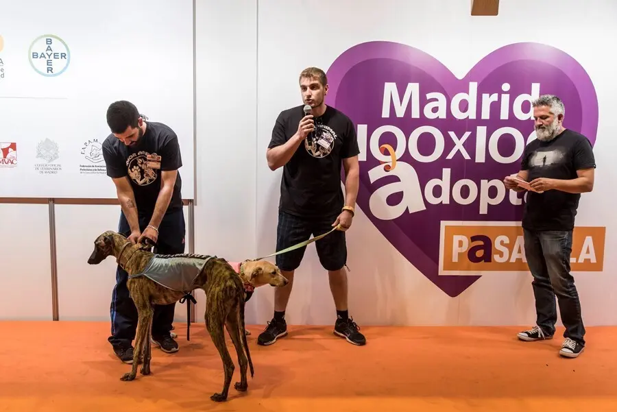 Archivo - 100x100 Mascota 2021 impulsar&aacute; la adopci&oacute;n responsable, de la mano de FAPAM