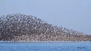 Aves volando