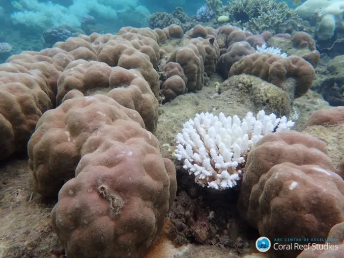 Archivo -    Casi un 30 por ciento de los corales en el norte de la Gran Barrera de Coral experimentaron una muerte catastr&oacute;fica tras la ola de calor marina registrada entre marzo y noviembre de 2016