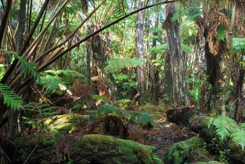dappled sunlight falling on tropical rainforest plants in the hawaii volcanoes national park, big island, Hawaii.