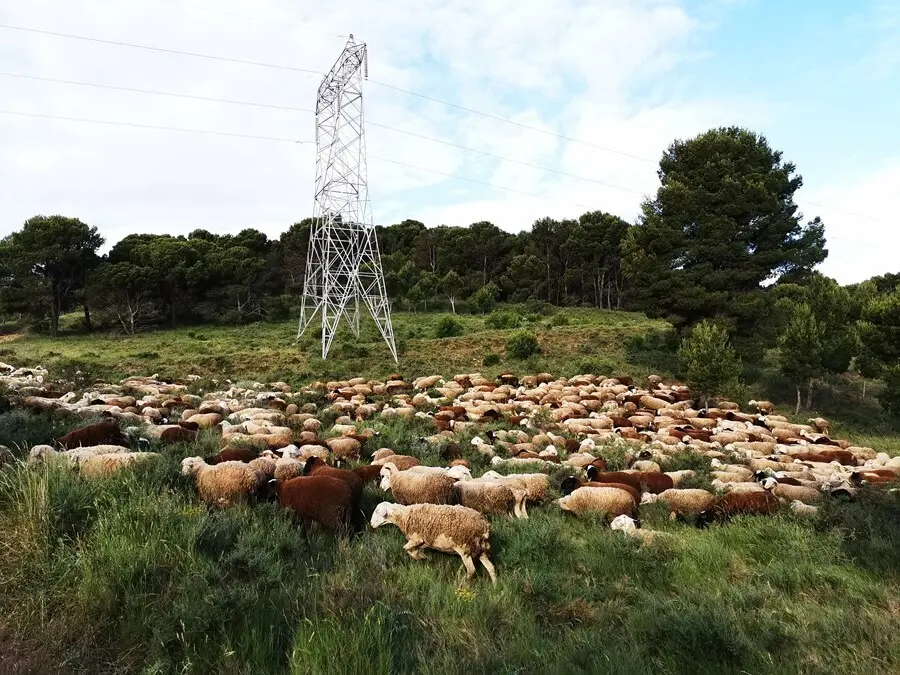 Archivo - Reba&ntilde;o pastando bajo l&iacute;nea el&eacute;ctrica