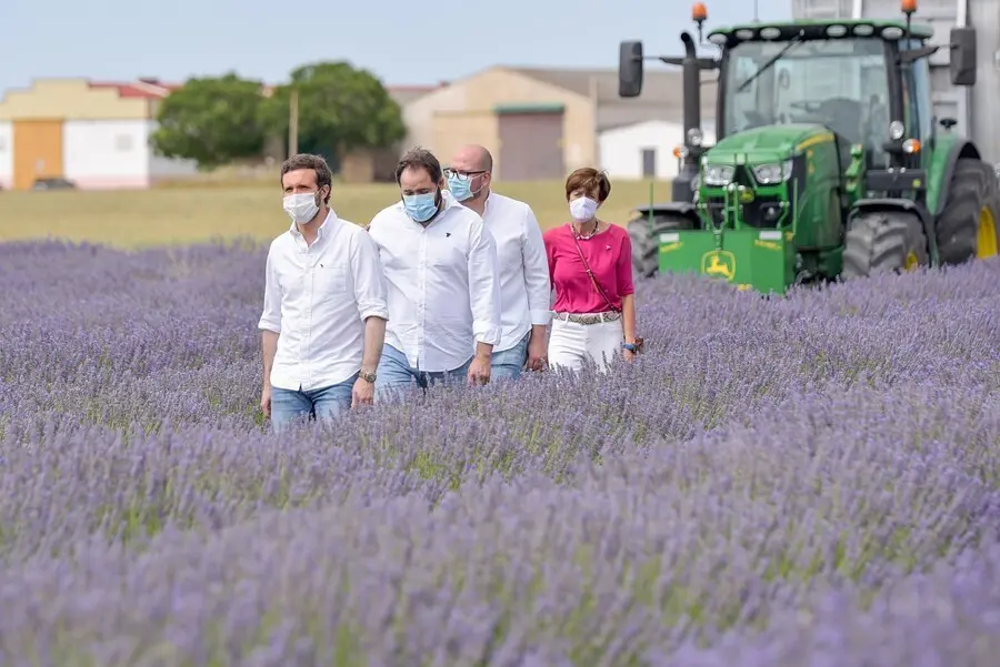 El presidente del PP, Pablo Casado, visita los campos de lavanda de Brihuega