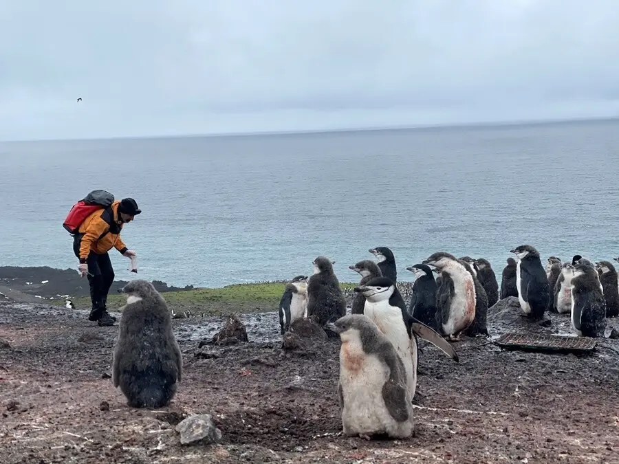 Investigadores trabajando en la Ant&aacute;rtida con ping&uuml;inos del g&eacute;nero Pygoscelis.