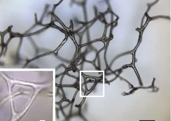 Las diminutas estructuras halladas en las rocas alrededor de los arrecifes de carbonato de calcio producidos por bacterias se parecen a las que se encuentran en algunos tipos de esponjas modernas