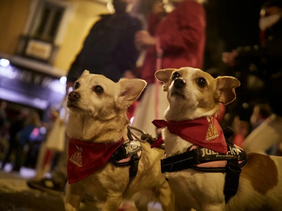 2 perros con pa&ntilde;uelos sanfemrineros junto a varias personas se concentran en la Plaza del Ayuntamiento de Pamplona, donde tradicionalmente se entona el 'Pobre de m&iacute;' para despedirse de los sanfermines, a pesar de no haberse celebrado, a 13 de julio de 202