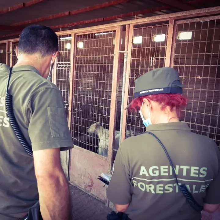 Agentes forestales hallan los cad&aacute;veres de 15 cachorros y 87 perros heridos y malnutridos en una finca de Torrelaguna