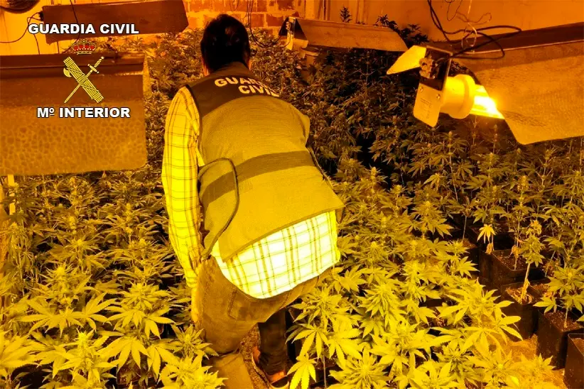 Una plantaci&oacute;n de marihuana desmantelada por la Guardia Civil en una imagen de archivo.