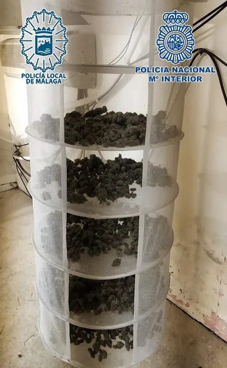 Cogollos de marihuana internvenidos en la operaci&oacute;n Selva Negra