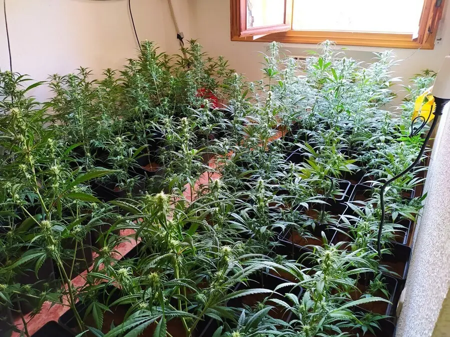 Plantaci&oacute;n de marihuana incautada en Piedralaves (&Aacute;vila).